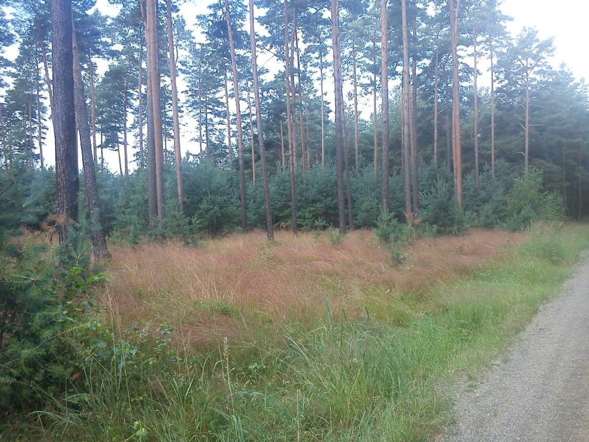 Ferienwohnungen 3 Birken Briesen  Zewnętrze zdjęcie